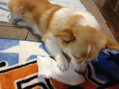 犬のおもちゃってのは難しい・・