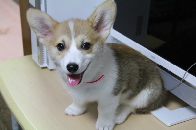 くしゃみは風邪なのか / 犬の鼻水ってどんなの？