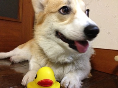 アヒルの冒険