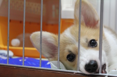 犬は、いつ寝るのか / 寝相悪ぎて笑える