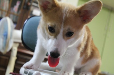 犬に食べさせてはいけないもの