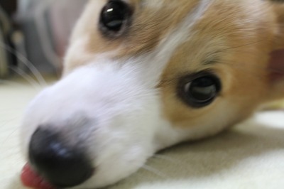 どこがペット用なのか理解できないコロコロ