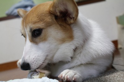 突然跳びかかる犬（３）