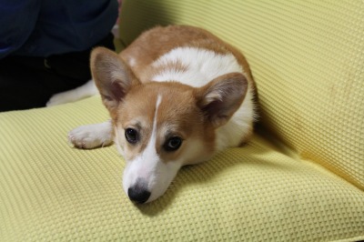 ソファーがお気に入り？（２）